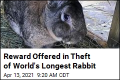 Reward Offered in Theft of World&#39;s Longest Rabbit
