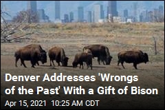 In Denver, Reparations Come in the Form of Bison
