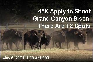 45K Apply for Chance to Shoot Bison at the Grand Canyon