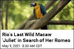 Rio&#39;s Last Wild Macaw &#39;Juliet&#39; in Search of Her Romeo