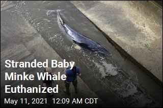 Stranded Baby Minke Whale Euthanized