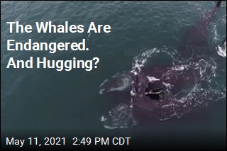 Video Captures Whales in What Looks Like a Hug