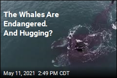 Video Captures Whales in What Looks Like a Hug