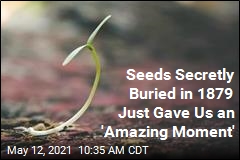 Seeds Hidden Since 1879 Are Sprouting