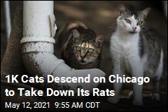 1K Cats Descend on Chicago to Take Down Its Rats