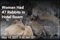 Hotel Guest Brought 3 Rabbits, and They Multiplied Quickly