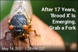 After 17 Years, &#39;Brood X&#39; Is Emerging. Grab a Fork