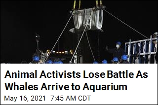 Belugas Arrive to Aquarium After Prolonged Legal Battle