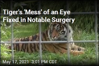 In a World First, Vet Saves Eye of a Tiger