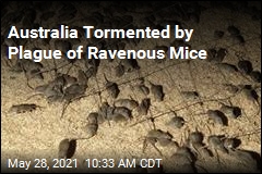 Australia Tormented by Plague of Ravenous Mice