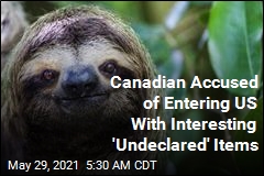 Canadian Accused of Crossing Into US With Sloth, Croc Parts