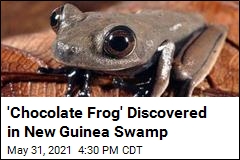 &#39;Chocolate Frog&#39; Discovered in New Guinea Swamp