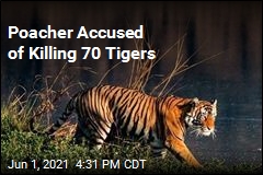 Authorities Pounce on Notorious Tiger Poacher