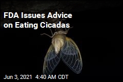 FDA: Don&#39;t Eat Cicadas If You Have Seafood Allergy