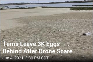 After Drone Crash, Birds Abandon Eggs at Reserve