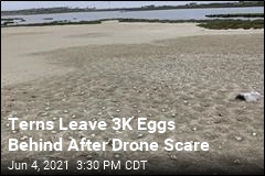 After Drone Crash, Birds Abandon Eggs at Reserve