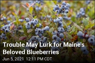 Trouble May Lurk for Maine&#39;s Beloved Blueberries