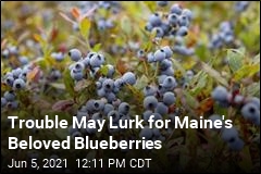 Trouble May Lurk for Maine&#39;s Beloved Blueberries