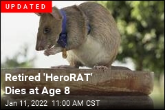 He&#39;s Helped &#39;Save Many Lives.&#39; He&#39;s Also a Rat