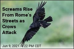 Screams Rise From Rome&#39;s Streets as Crows Attack