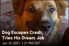 Dog Escapes Crash, Tries His Dream Job