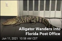 Alligator Wanders Into Florida Post Office