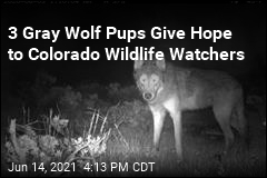 Colorado Welcomes First Wolf Family in 80 Years