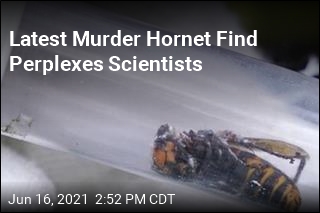 First Murder Hornet of the Year Found Near Seattle