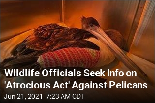 Wildlife Officials Seek Info on &#39;Atrocious Act&#39; Against Pelicans