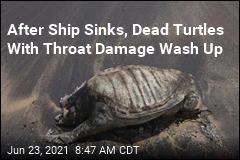 Aftermath of Ship Disaster: Damaged Turtle Carcasses