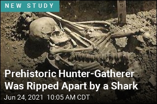 Prehistoric Hunter-Gatherer Was Ripped Apart by a Shark