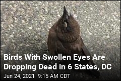 Birds With Swollen Eyes Are Dropping Dead in 6 States, DC