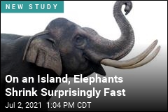 On an Island, Elephants Shrink Surprisingly Fast