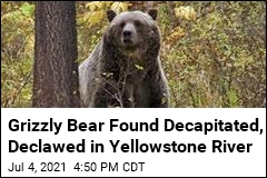 Grizzly Bear Found Decapitated, Declawed in Yellowstone River