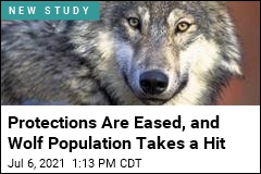 Wisconsin&#39;s Gray Wolves Declined Up to 33% in a Year