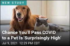 Chance You&#39;ll Pass COVID to a Pet Is &#39;Surprisingly High&#39;