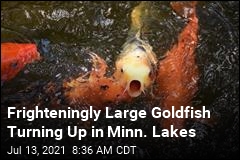 Minnesota: Please Stop Dumping Goldfish in the Lakes
