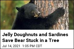Bear Stuck in NC Tree Saved by Case of the Munchies