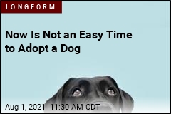 Trying to Adopt a Dog Right Now? Good Luck