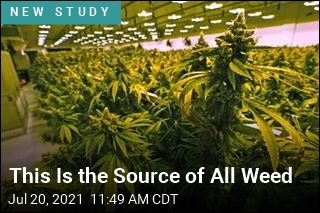 This Is the Source of All Weed