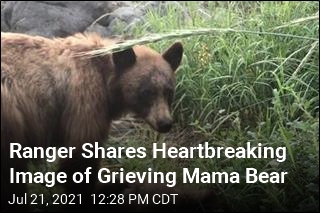 Yosemite Ranger Shares Heartbreaking Bear Story