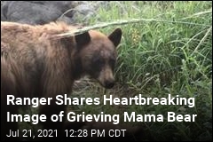 Yosemite Ranger Shares Heartbreaking Bear Story