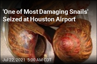 &#39;One of Most Damaging Snails&#39; Seized at Houston Airport