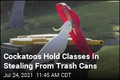Clever Cockatoos Figure Out Trash Cans, Teach Each Other