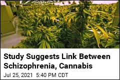 Study Links Schizophrenia, Too Much Cannabis Use