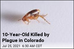 10-Year-Old Killed by Plague in Colorado