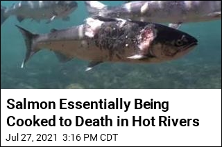 Salmon Essentially Being Cooked to Death in Hot Rivers