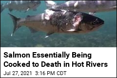 Salmon Essentially Being Cooked to Death in Hot Rivers