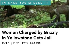 Woman Charged by Grizzly Bear in Yellowstone Is Charged Again