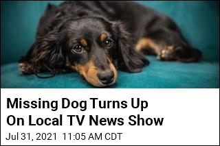 Missing Dog Turns Up On Local TV News Show